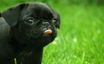 Black Pug