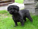 Black Pumi dog 