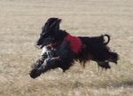 Black running Afghan Hound