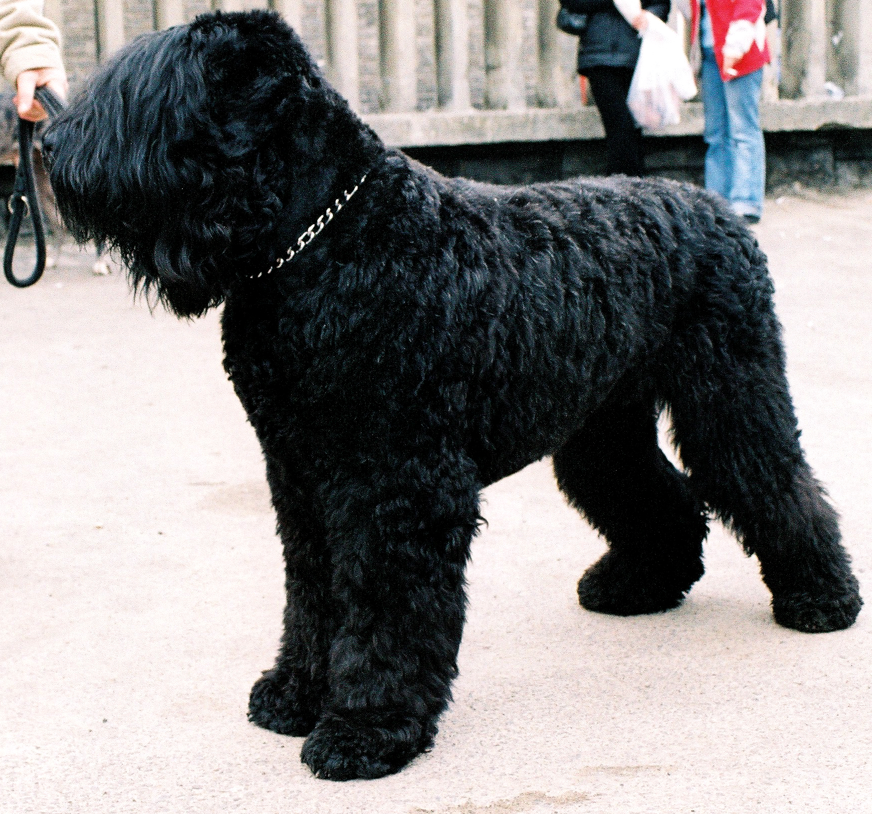 Black Russian Terrier wallpaper