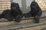 Two Black Russian Terrier dogs on the porch