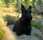 Black Scottish Terrier dog