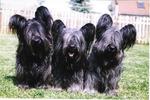 Black Skye Terrier dogs