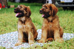 Black and tawny Briard dogs