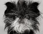 Black & white Affenpinscher