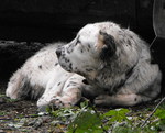 Black and white Central Asian Shepherd dog