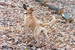 Blackmouth Cur dog in the autumn forest