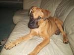Blackmouth Cur dog on the couch
