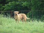 Blackmouth Cur dog on the grass