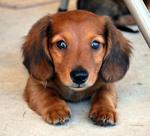 Blue-eyed Dachshund dog