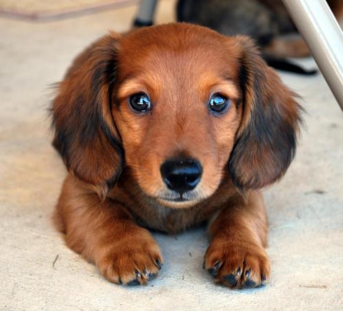 blue eyed dachshund puppy