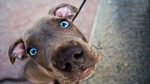 Blue-eyed Weimaraner dog