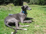  Blue Greyhound dog