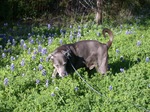 Blue Lacy dog and flowers