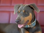 Blue Lacy dog