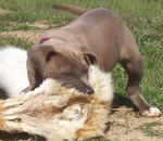 Blue Lacy hunting dog