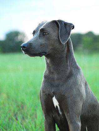 Blue Lacy wallpaper