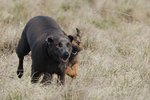 Blue Lacy dog running with friend