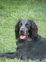 Blue Picardy Spaniel dog