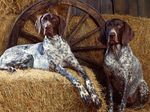 Bluetick Coonhound in the hayloft