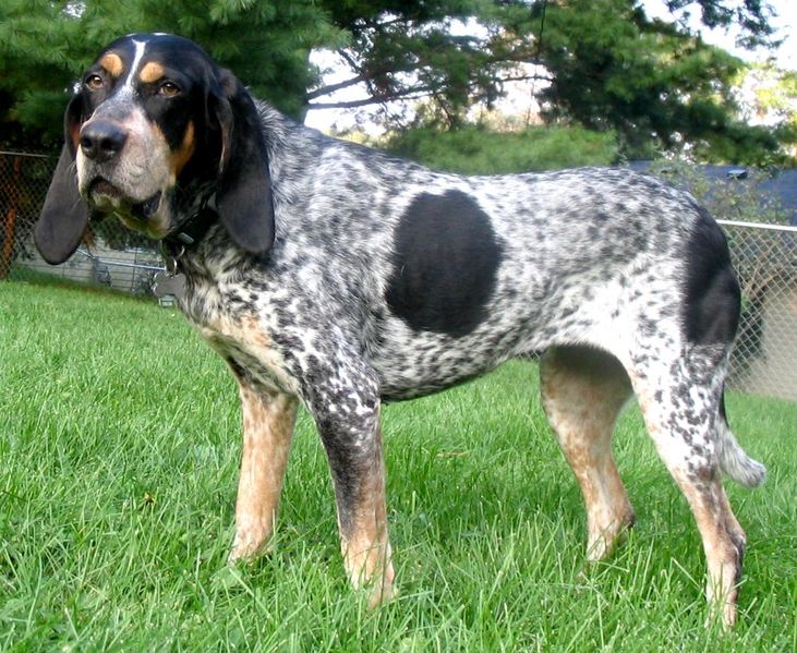 Bluetick Coonhound wallpaper