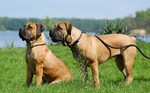 Boerboel at lake