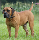 Great Lakes Jordan - Boerboel dog