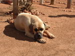 Boerboel dog in the desert