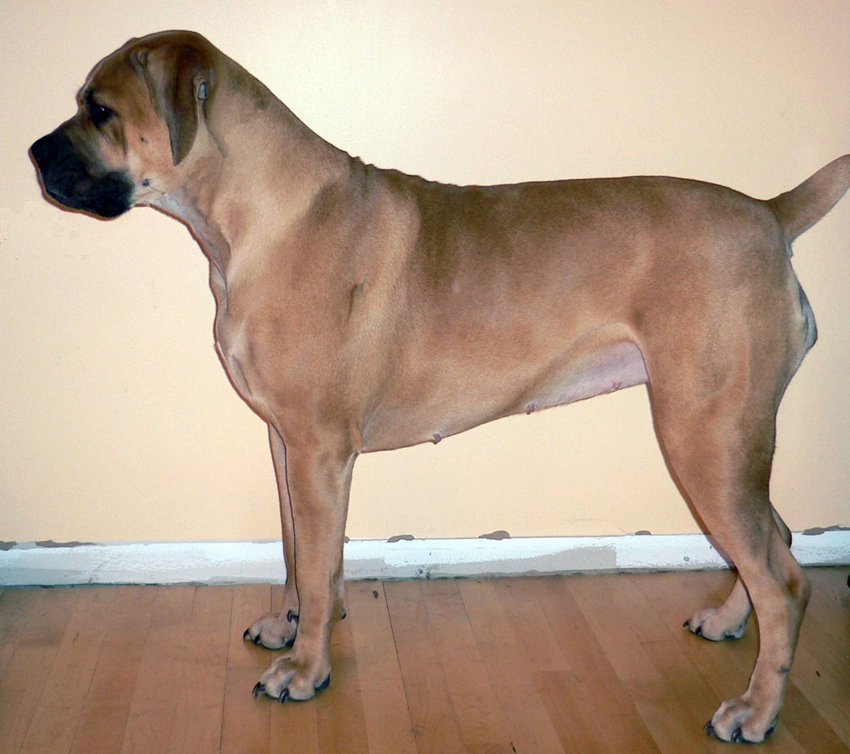 Boerboel wallpaper