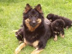 Bohemian Shepherd dog and puppies