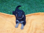 Чешская пастушья собака на одеяле
