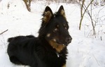 Bohemian Shepherd dog wintertime