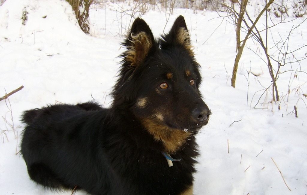 Bohemian Shepherd dog wintertime wallpaper
