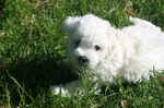 Bolognese puppy on the grass