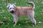 Bonney Dutch Smoushond dog