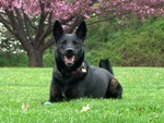 Bonny Dutch Shepherd Dog 