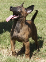 Bonny Dutch Shepherd puppy