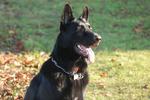 Bonny East-European Shepherd dog