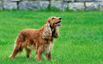 Bonny English Cocker Spaniel 