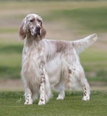 Bonny English Setter dog