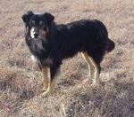 Bonny English Shepherd dog 