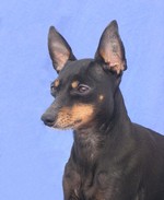 Bonny English Toy Terrier(Black Tan) 