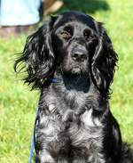 Bonny Epagneul Bleu de Picardie dog