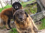 Bonny Estrela Mountain dogs 