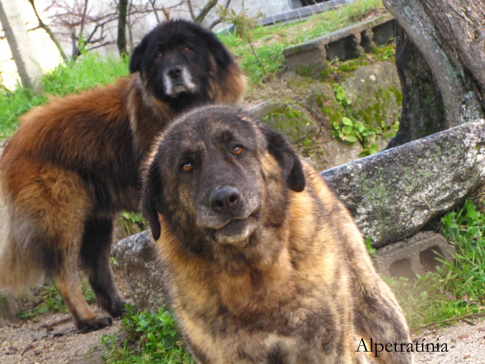 Bonny Estrela Mountain dogs  wallpaper