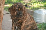 Bonny Fila Brasileiro dog 