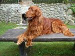 Bonny Irish Setter dog 