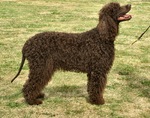 Bonny Irish Water Spaniel dog 