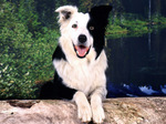 Border Collie on the log