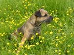 Border Terrier and flowers